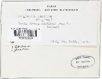 Trichoglossum hirsutum image