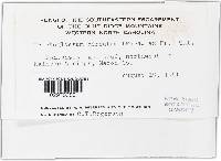 Trichoglossum hirsutum image