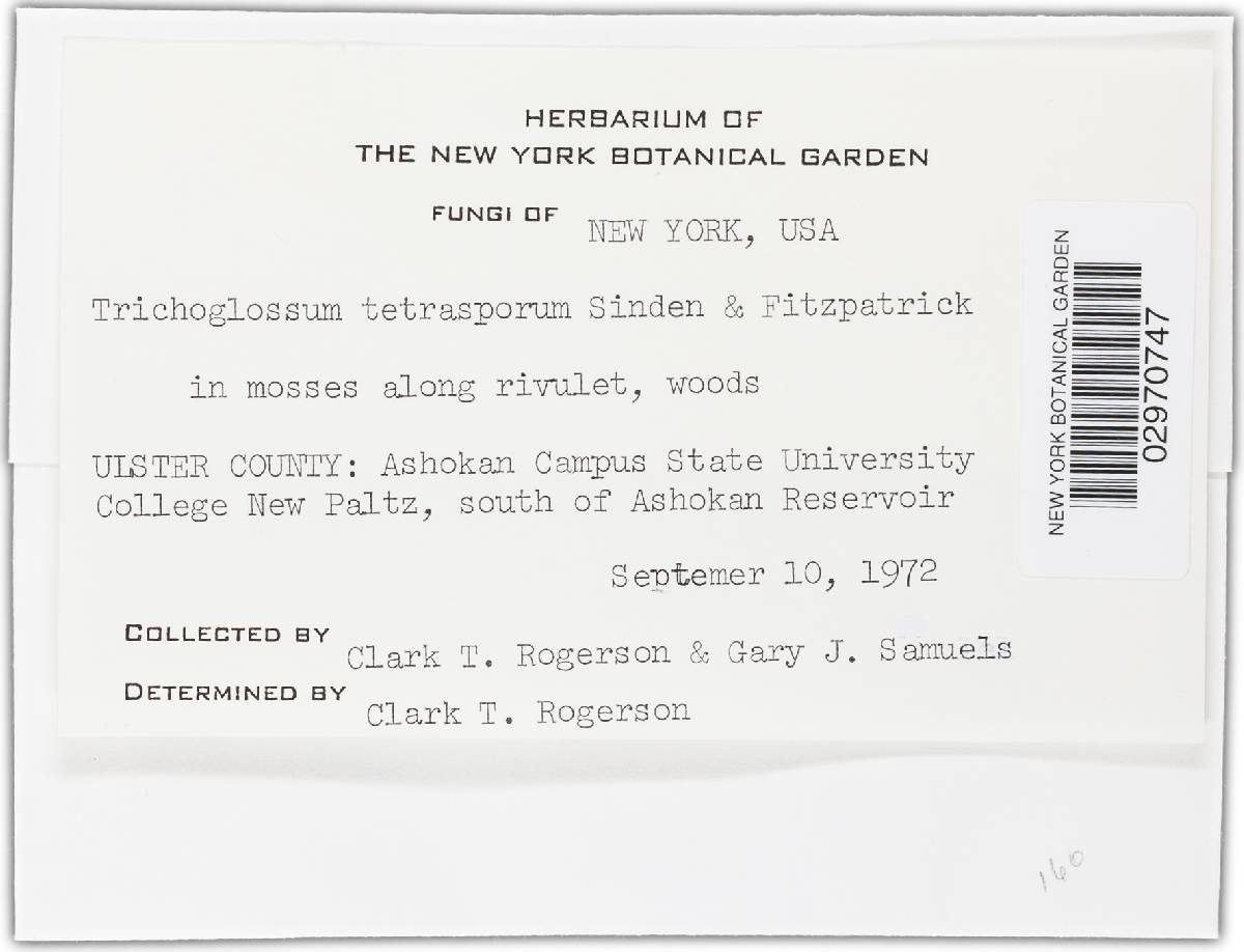 Trichoglossum tetrasporum image