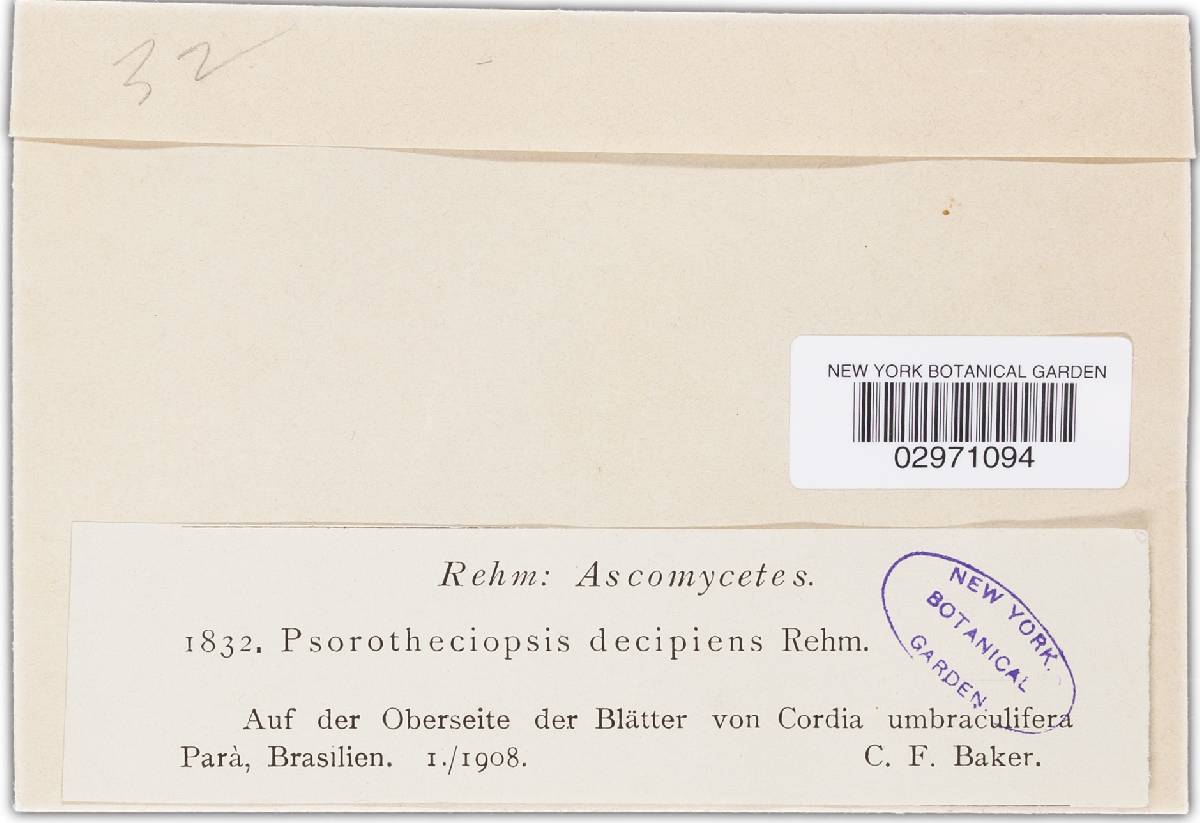 Psorotheciopsis decipiens image
