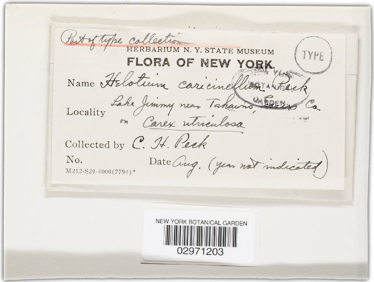 Calloria caricinella image