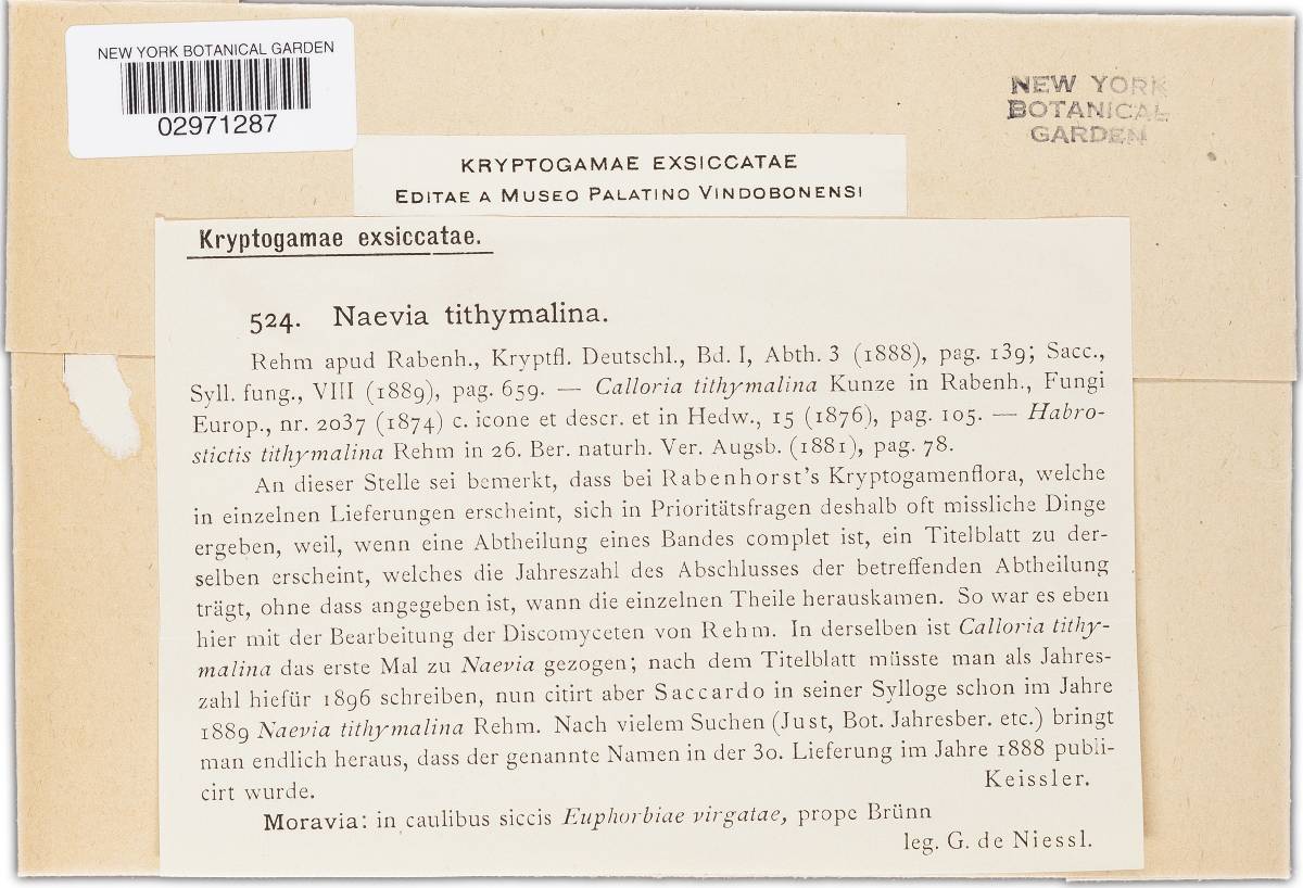 Naeviopsis tithymalina image