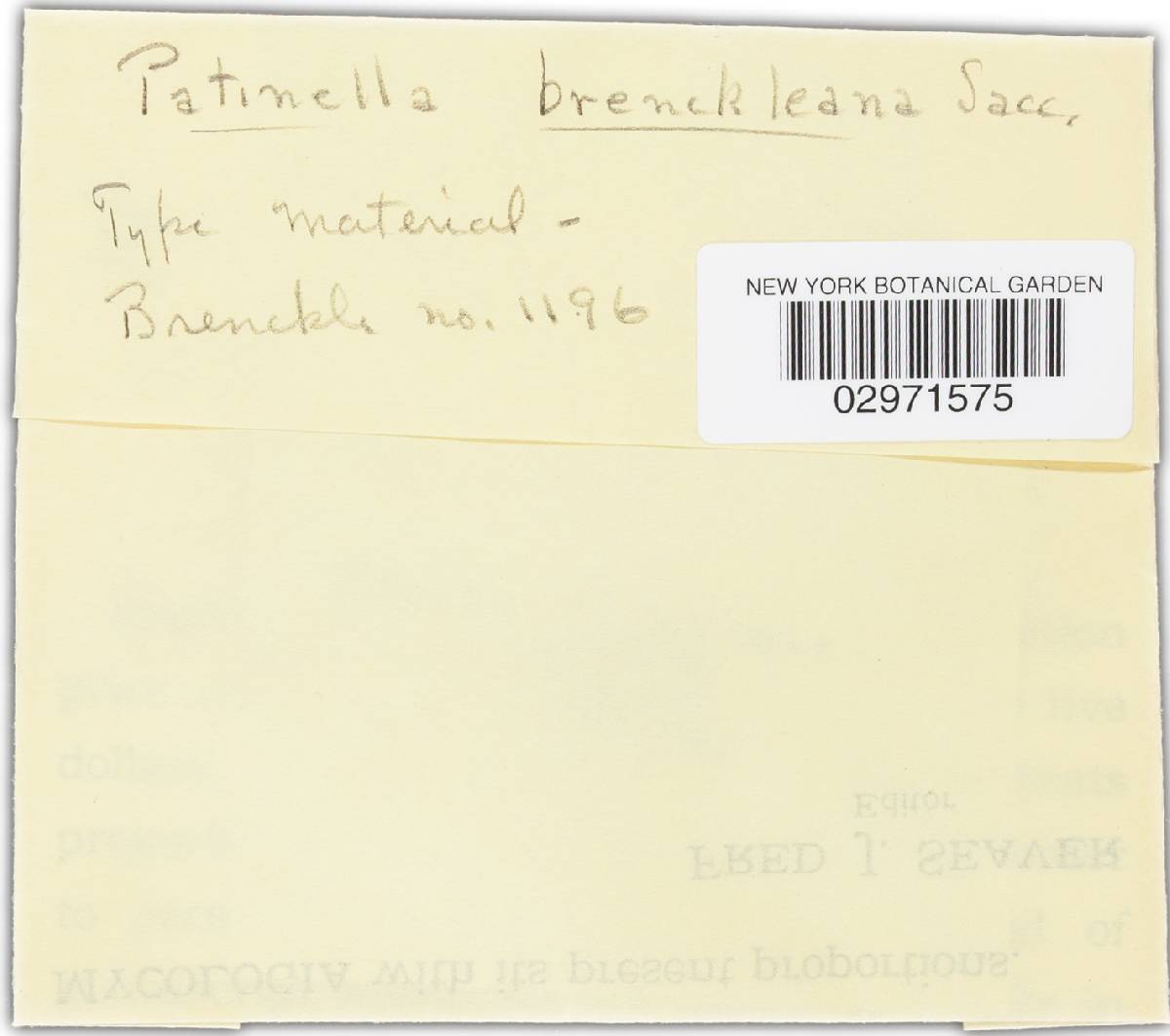 Dermea bicolor image
