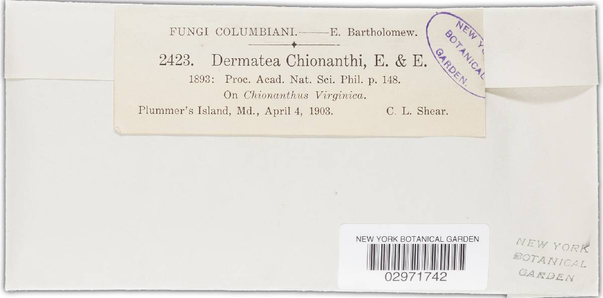 Dermea chionanthi image