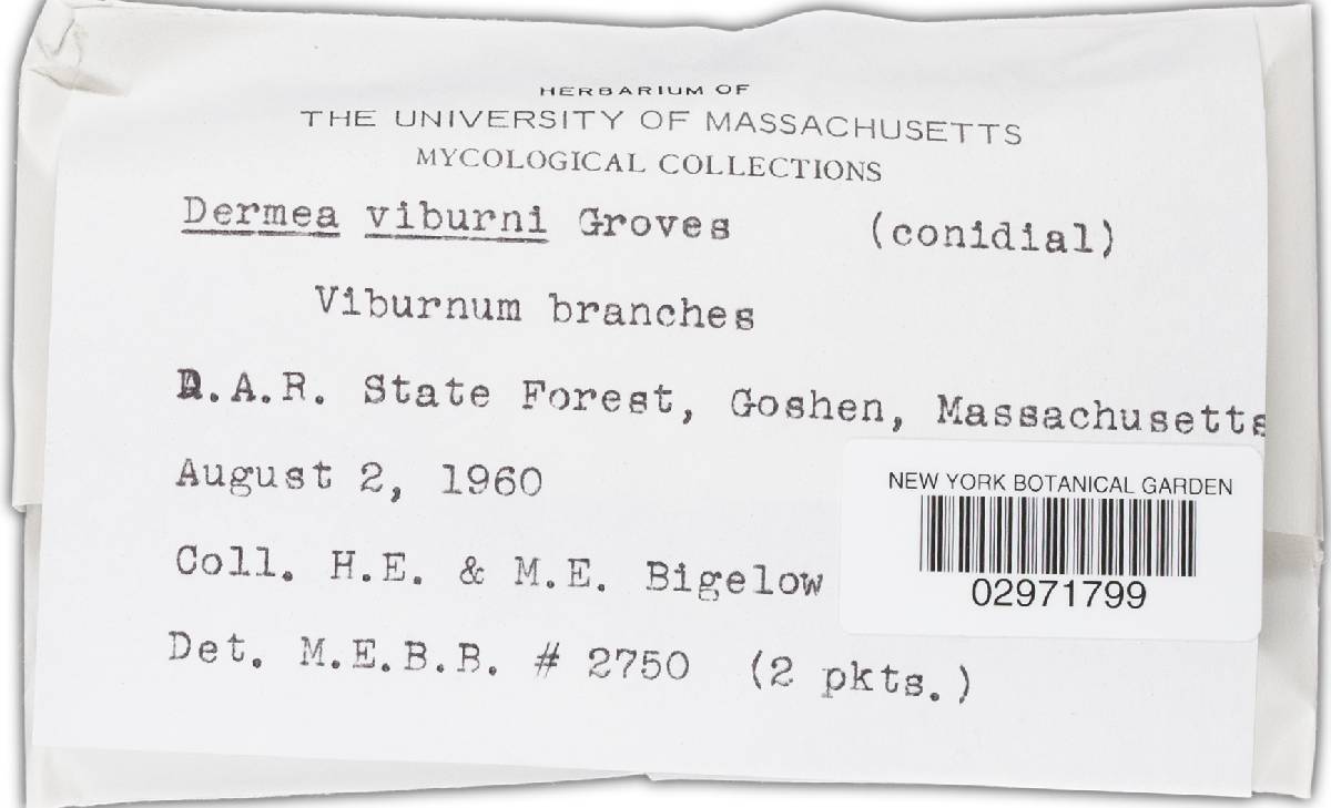 Dermea viburni image
