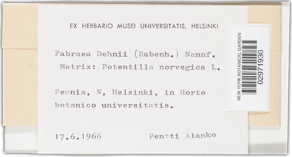 Fabraea dehnii image