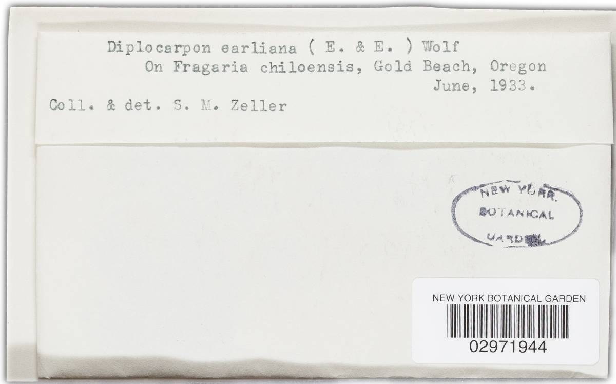 Diplocarpon earlianum image