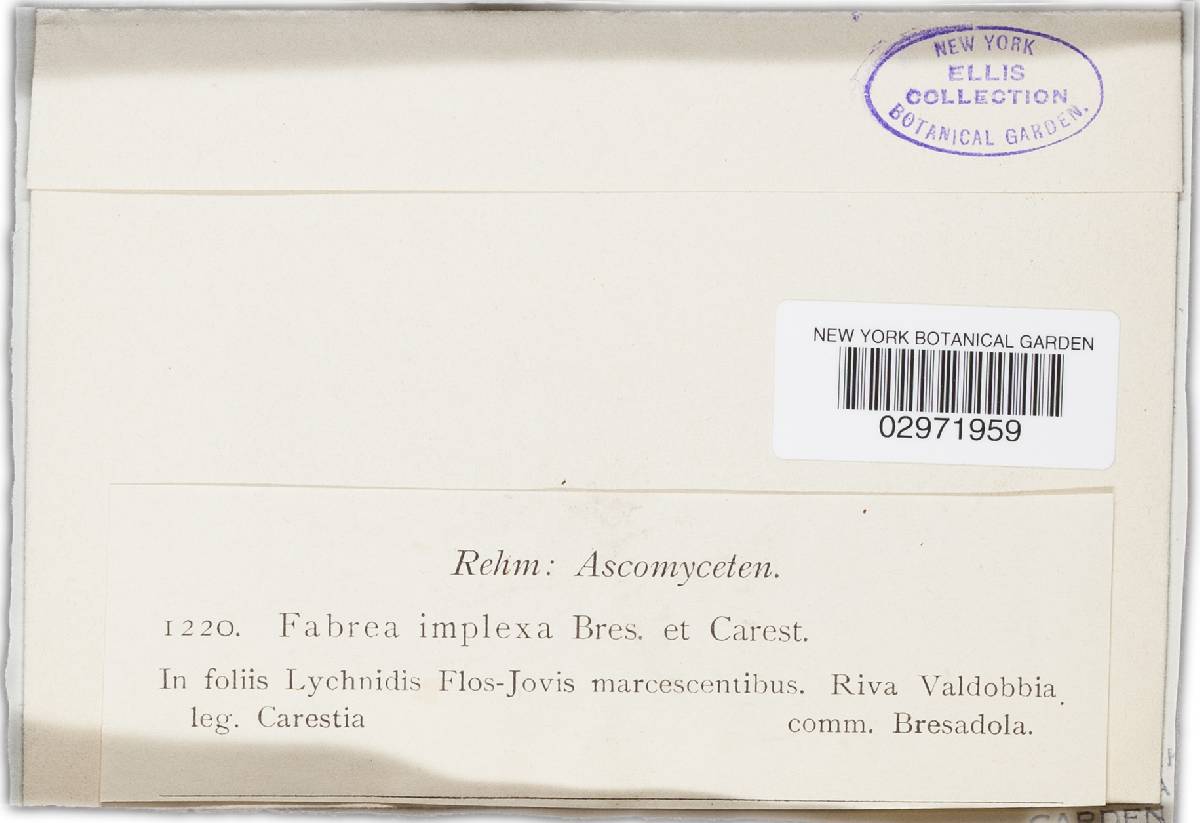 Fabraea implexa image