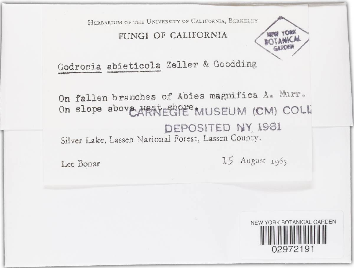 Godronia abieticola image