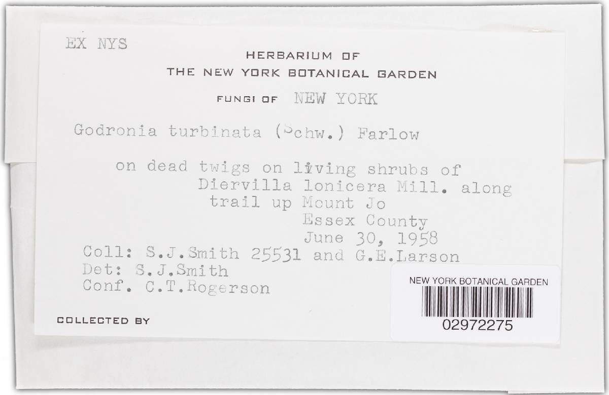 Godronia turbinata image