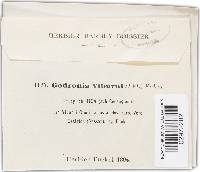 Godronia viburni image