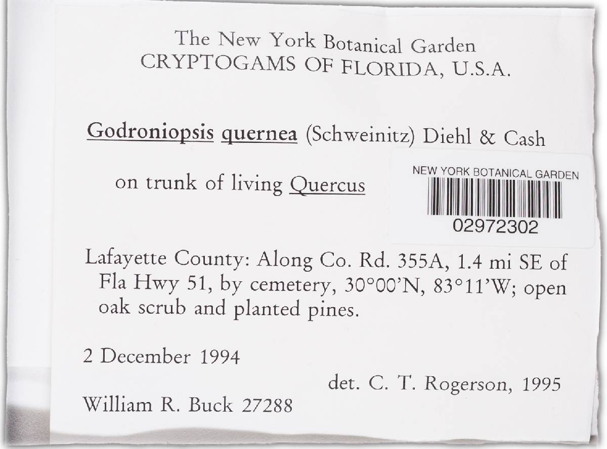 Godroniopsis quernea image