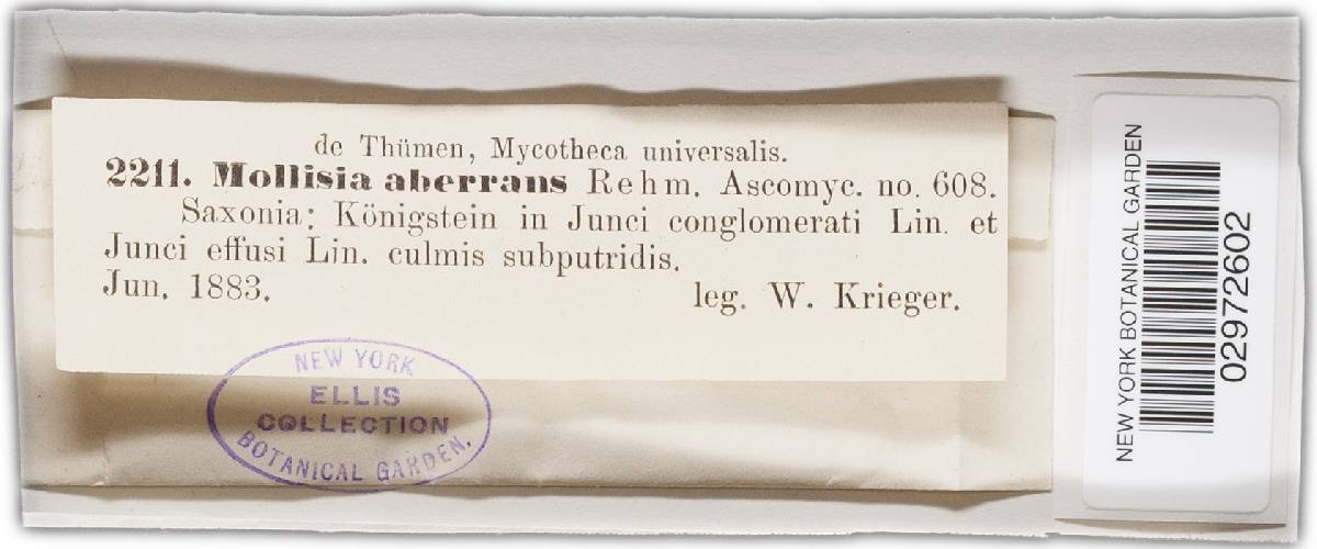 Mollisia aberrans image