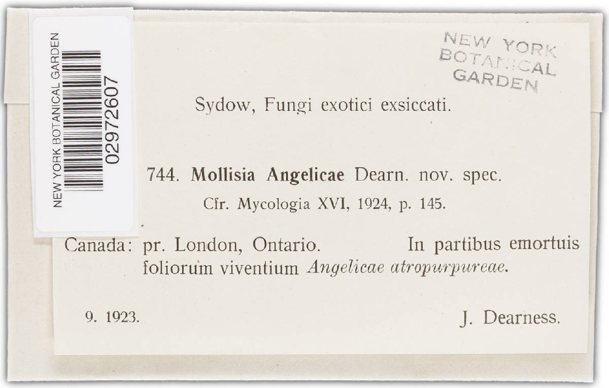 Mollisia angelicae image