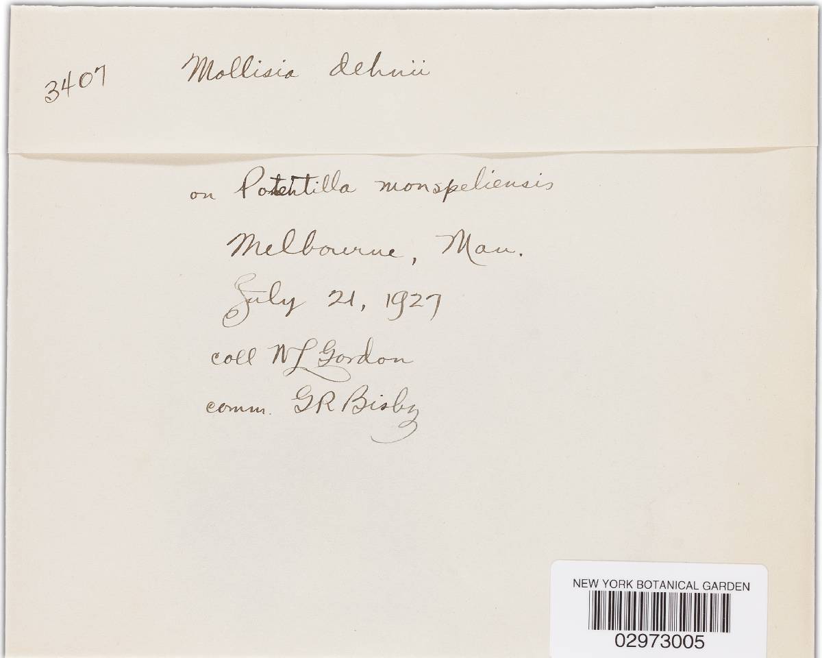 Mollisia dehnii image
