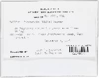 Mollisia incrustata image