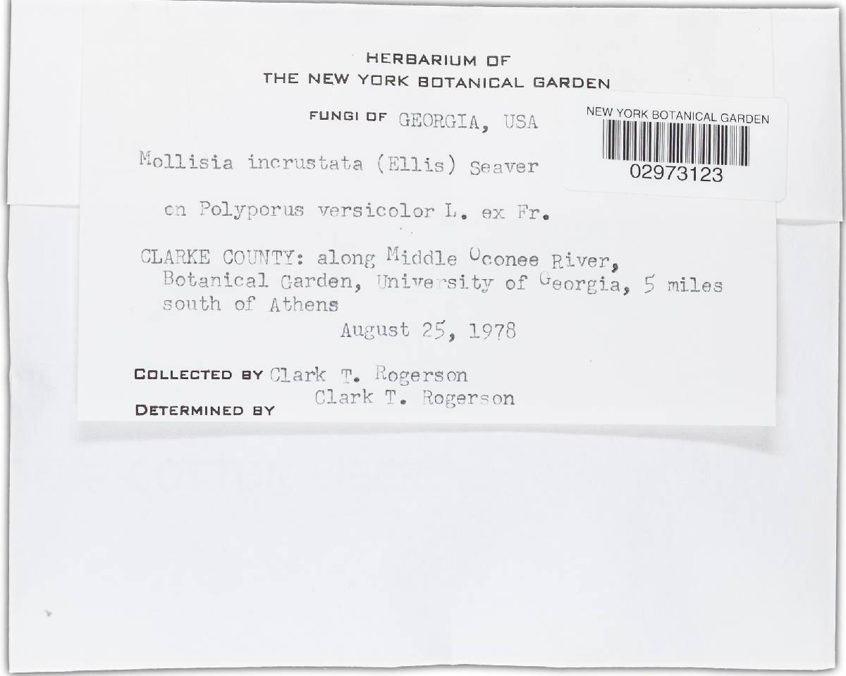 Mollisia incrustata image