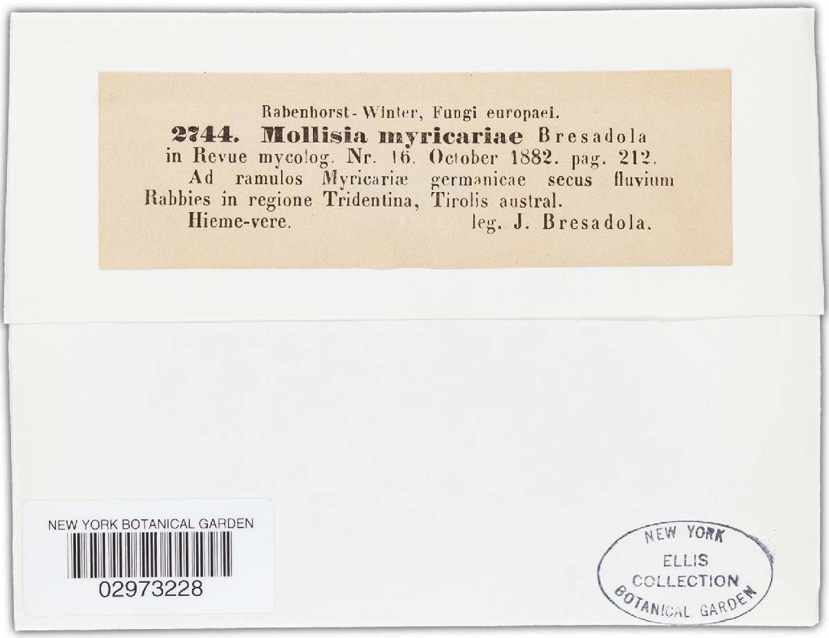 Mollisia myricariae image