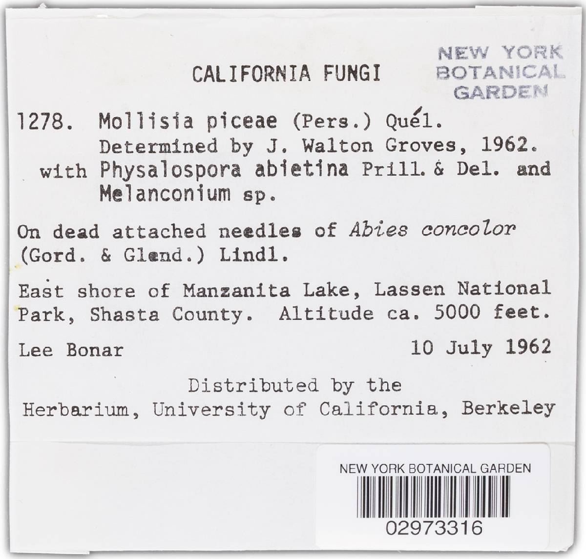 Mollisia piceae image