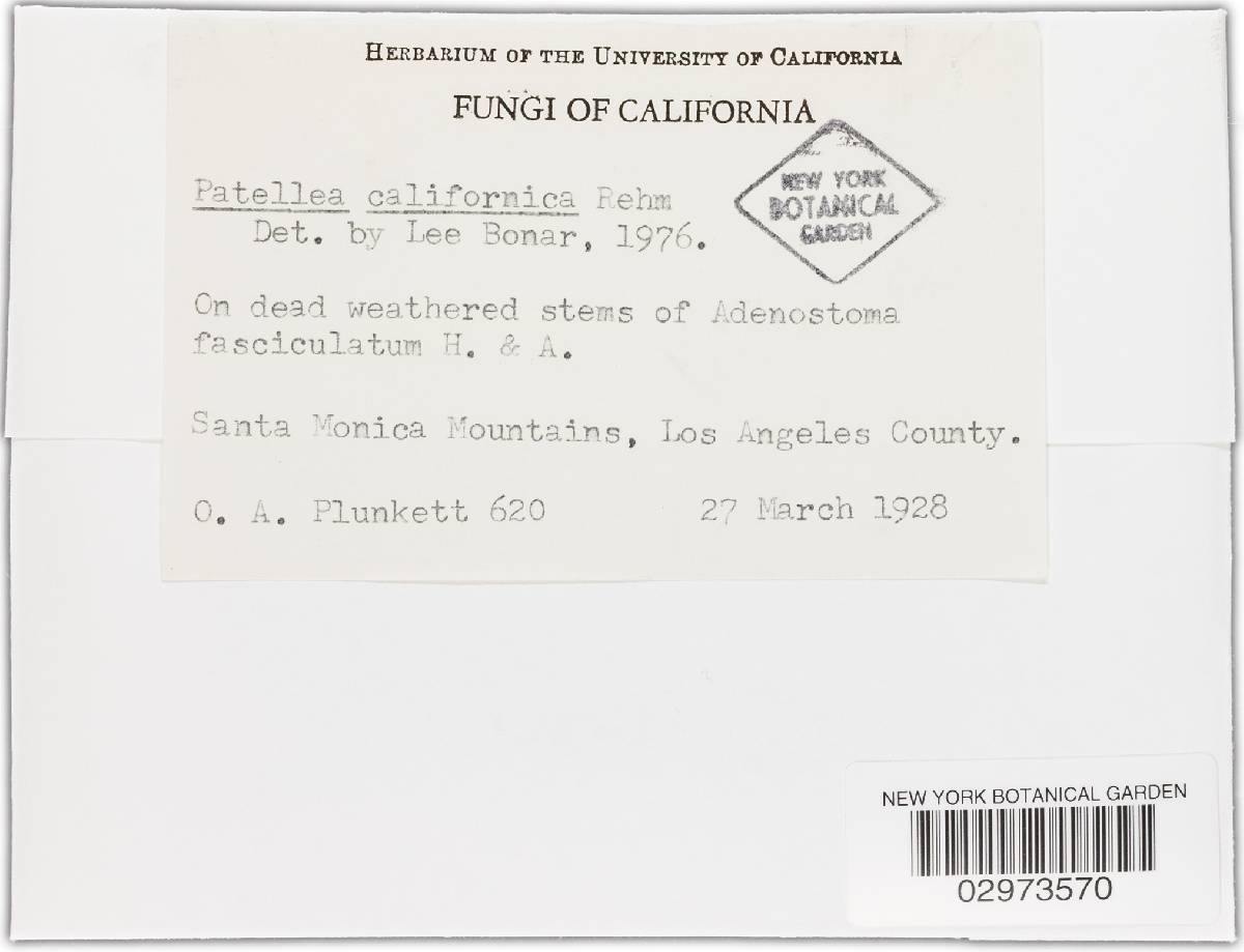 Patellea californica image