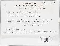 Pezicula acericola image