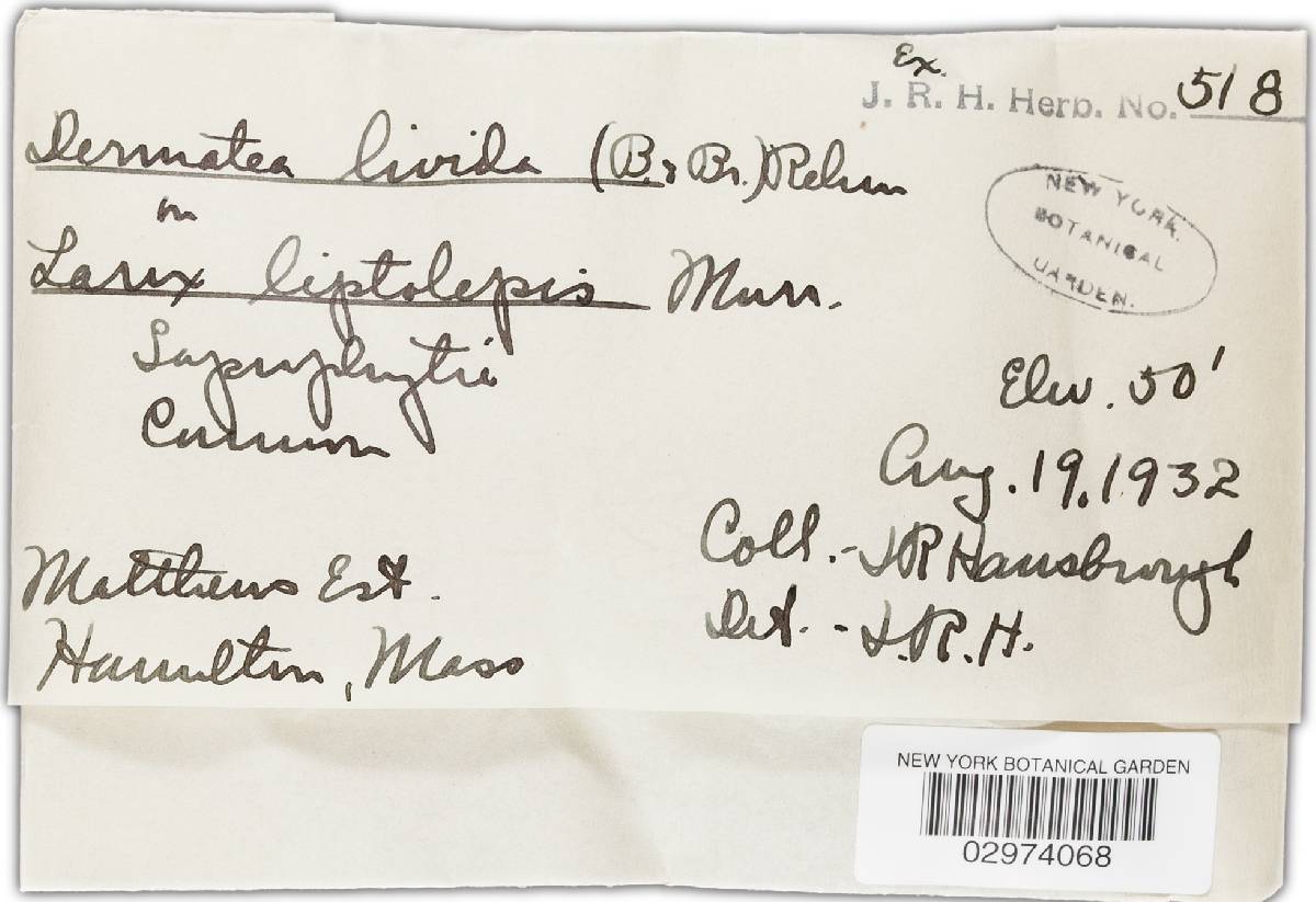 Pezicula livida image