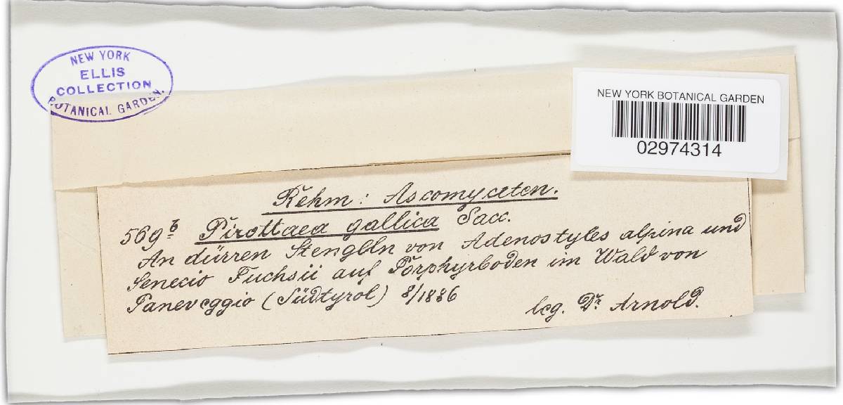 Pirottaea gallica image