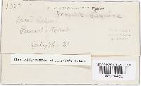Propolis farinosa image
