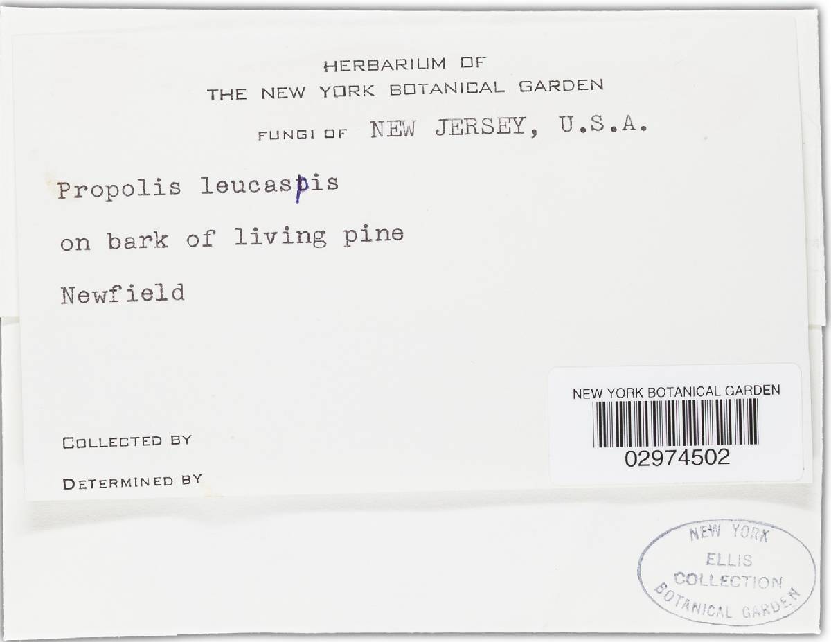 Propolis leucaspis image