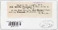 Marthamyces panizzei image