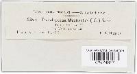 Pseudopeziza medicaginis image