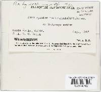 Pseudopeziza medicaginis image