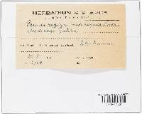 Pseudopeziza medicaginis image