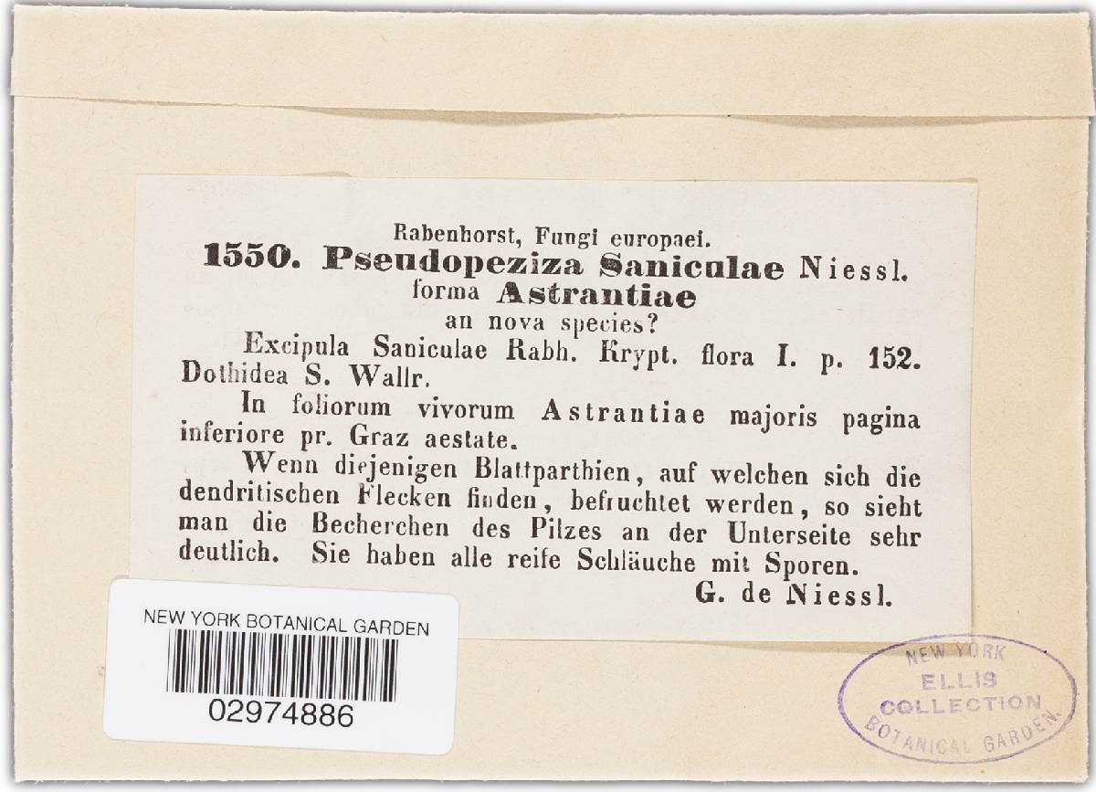 Pseudopeziza saniculae image