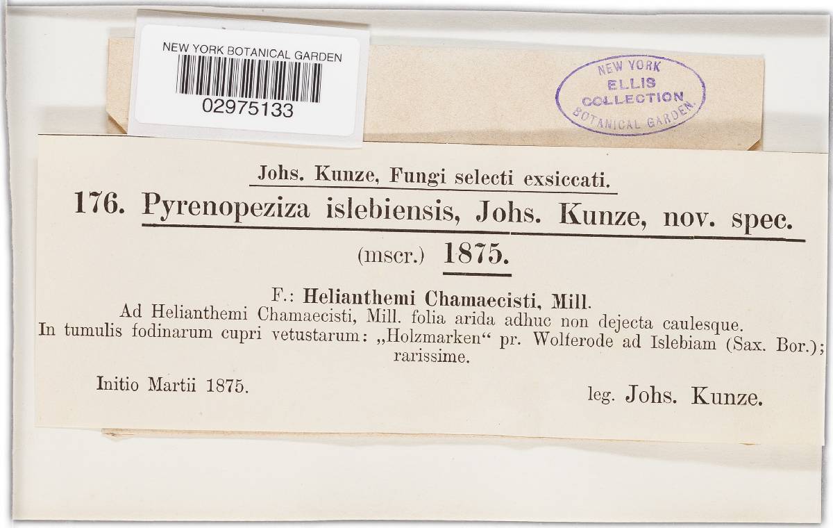 Pyrenopeziza islebiensis image