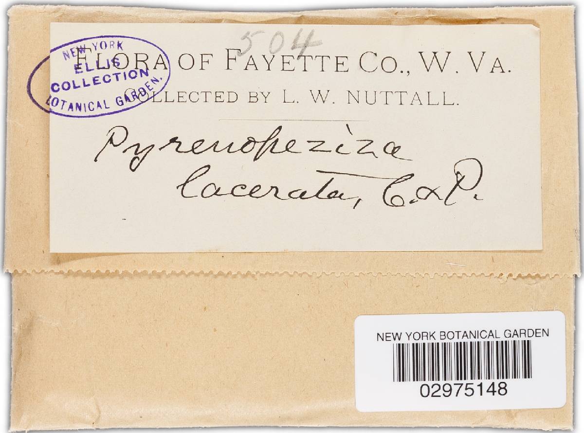 Pyrenopeziza lacerata image