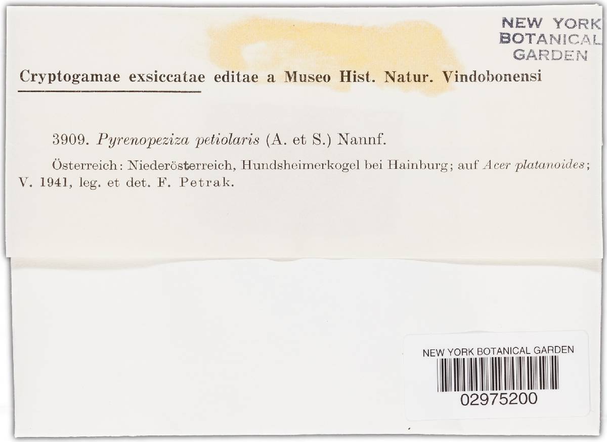 Pyrenopeziza petiolaris image