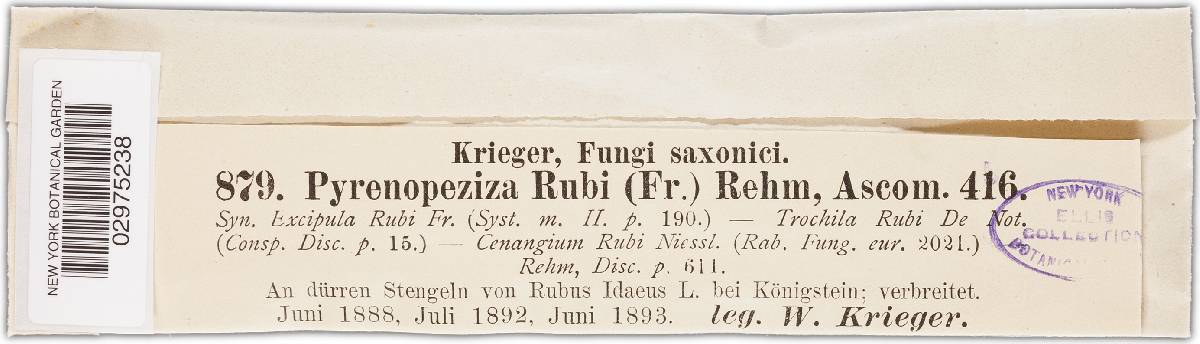 Pyrenopeziza rubi image