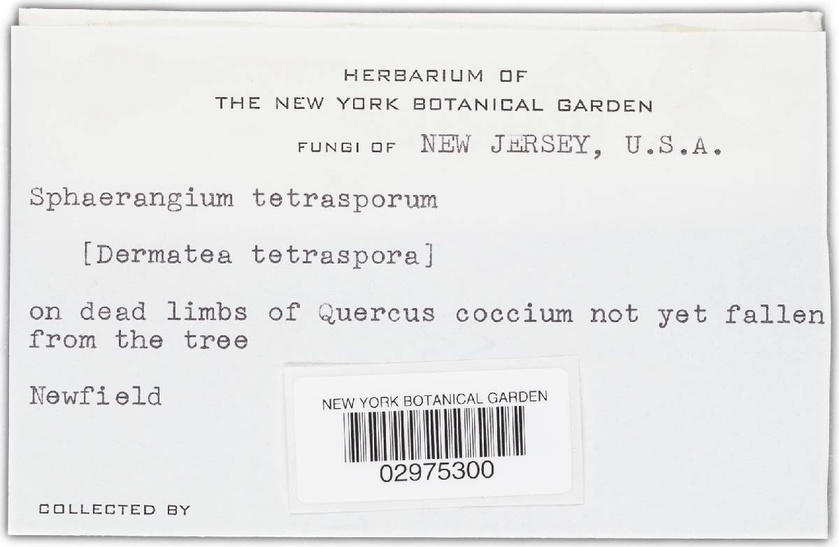 Mycosphaerangium tetrasporum image