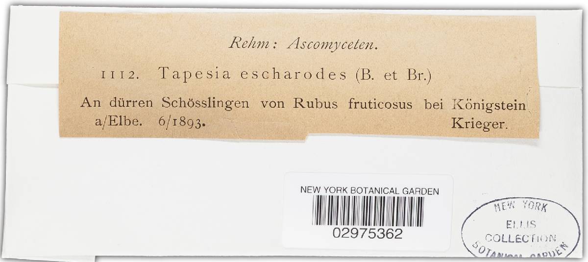 Mollisia escharodes image