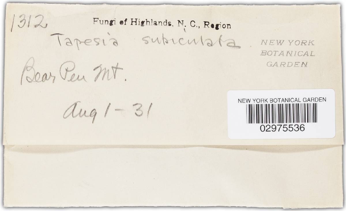 Tapesia subiculata image