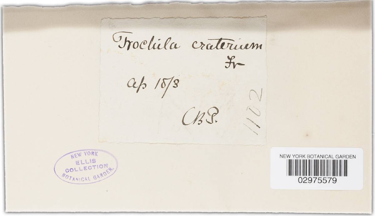 Trochila craterium image