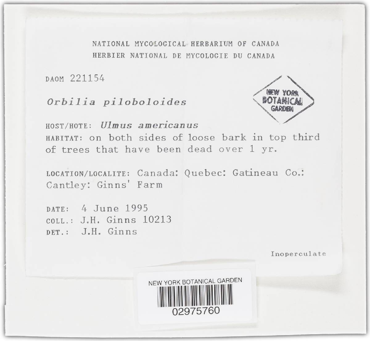 Orbilia piloboloides image