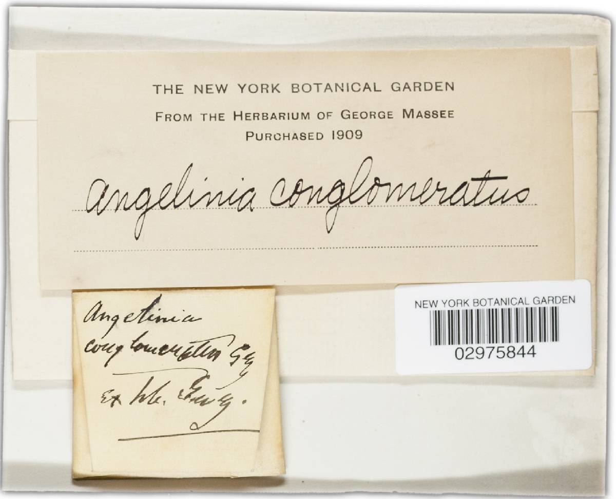 Angelina conglomerata image