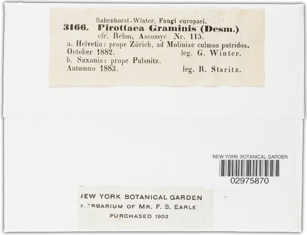Belonidium graminis image