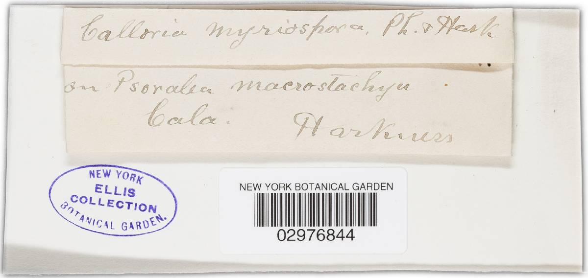 Orbilia myriospora image