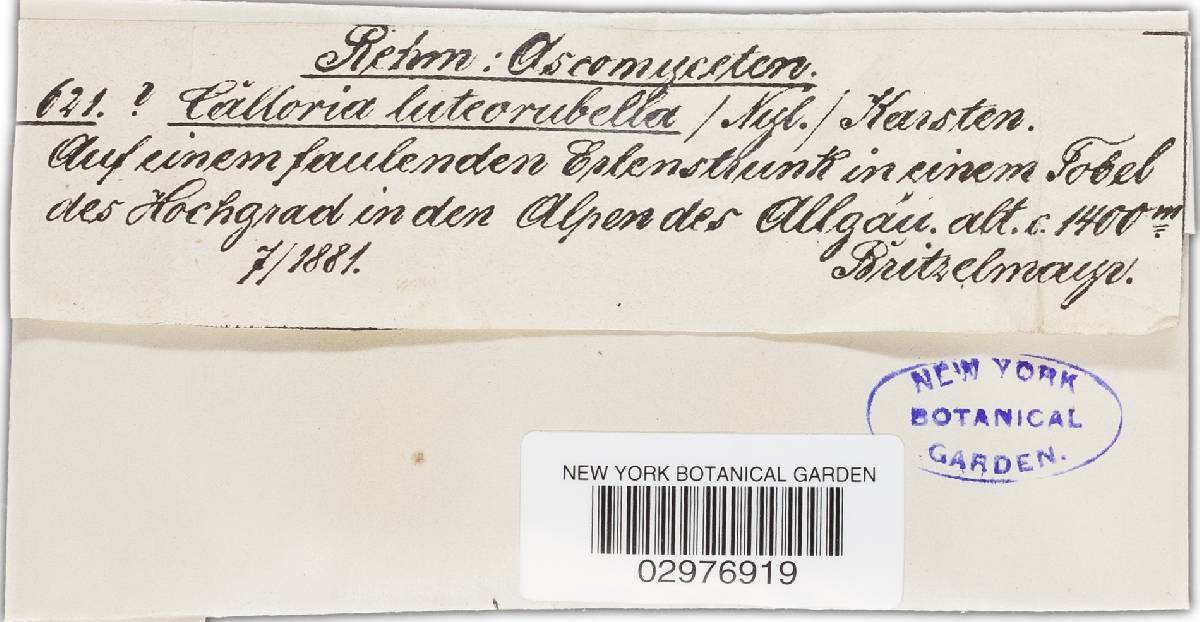 Orbilia luteorubella image