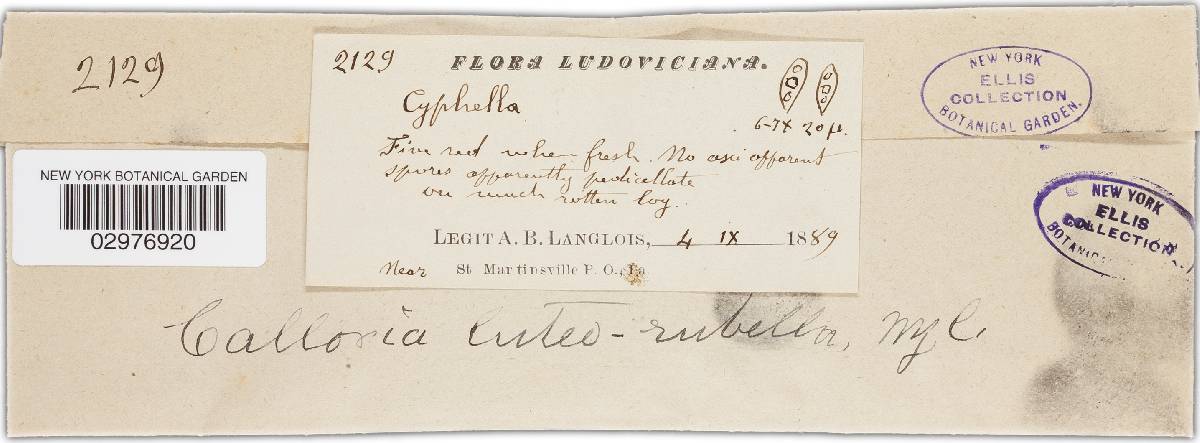 Orbilia luteorubella image