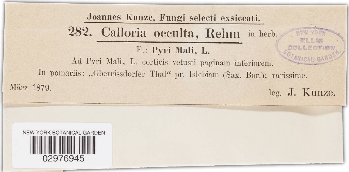 Orbilia cruenta image