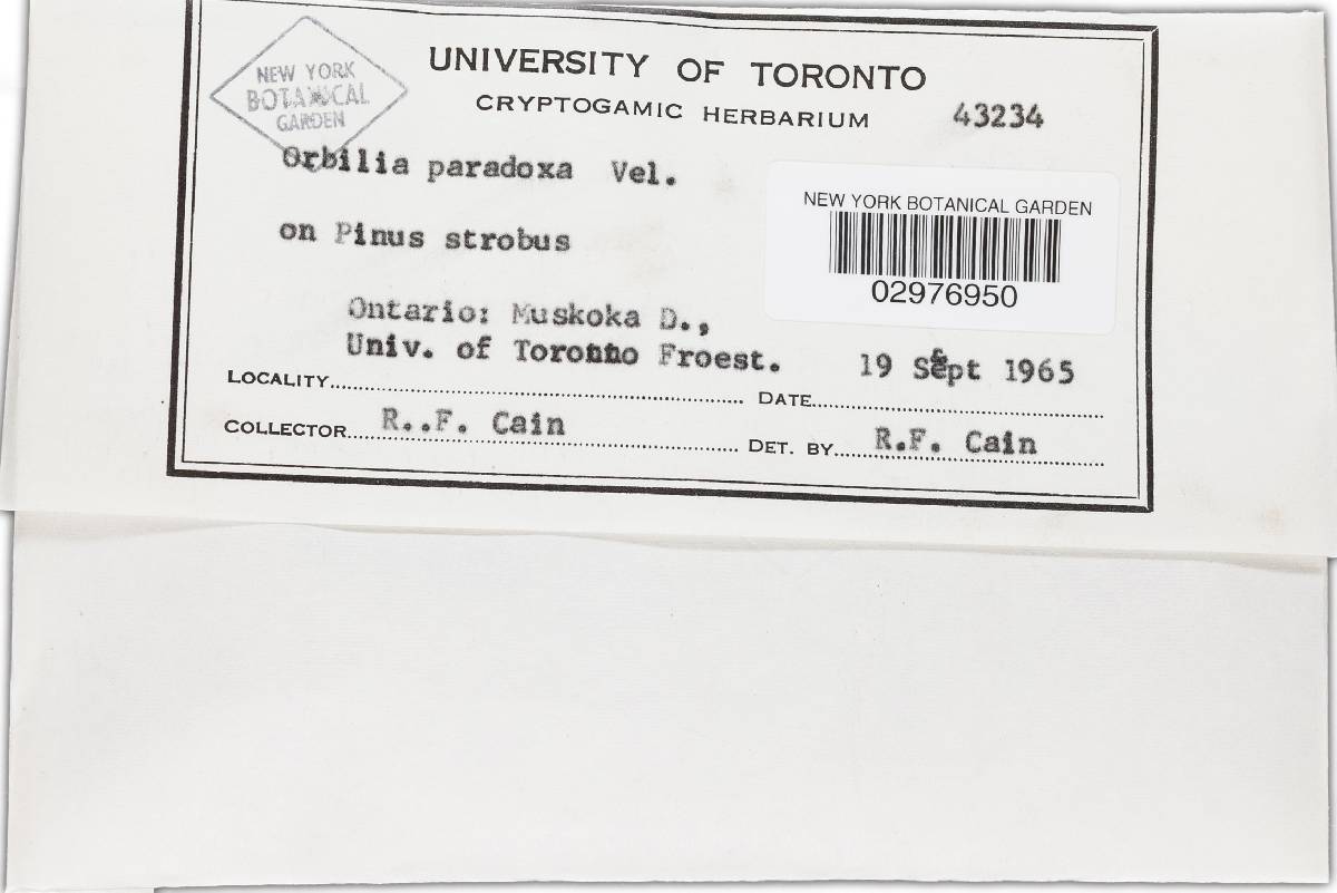 Orbilia paradoxa image